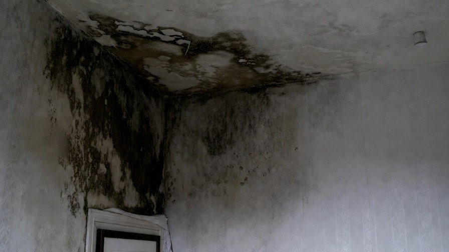 Black toxic mould on water-damaged wall with green patches showing different mould types